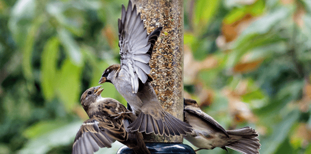 If you feed the birds during the winter, they will repay you in the spring and summer by finding and eating a lot of your garden pests