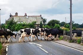 Cattle crossings are common on county roads