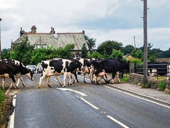 Cattle crossings are common on county roads