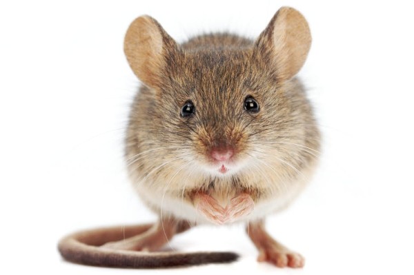 Warning as rats cause €5,000 worth of damage to parked-up car
