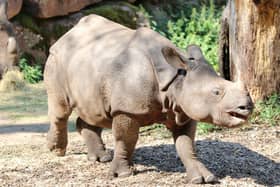 The rare species is the third Indian rhino to be born in any zoo worldwide this year and there is only 3,300 thought to be living in the wild.