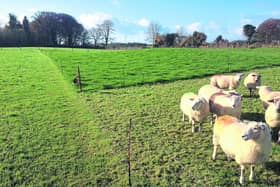 Farmers are being urged to put in place plans to deal with the rapid growth of grass