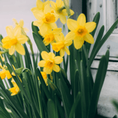 Nothing says Spring like the wonderful daffodil