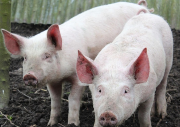 Tipperary pig farmers are losing money for 400 days says the IFA
