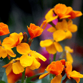 When buying wallflowers from the garden centre look for plants with lots of fresh green growth and  un-opened flower buds
