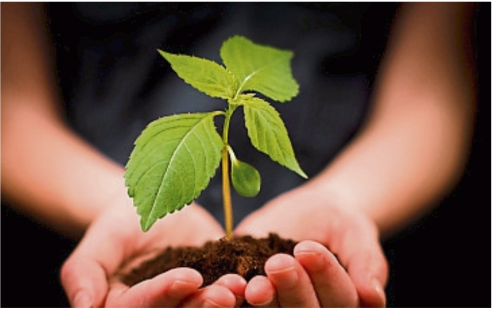 Horticulture growers in Waterford to receive up to €100,000 each in ...