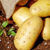 James suggests only digging these potatoes up as we need them and,  this way, you  are only eating them fresh