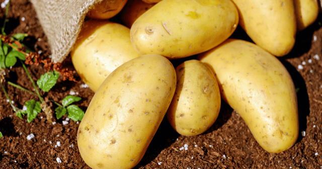 James suggests only digging these potatoes up as we need them and, this way, you are only eating them fresh