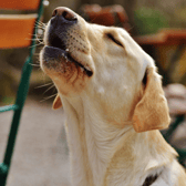 There will be a Dog Show for Sunday, September 18 in Semple Stadium, Thurles as part of Semple Field Day in support of North & South Tipperary Hospice in association with Tipperary GAA and Fiserv.