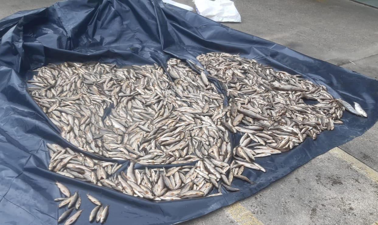2,250 fish found dead in Donegal river