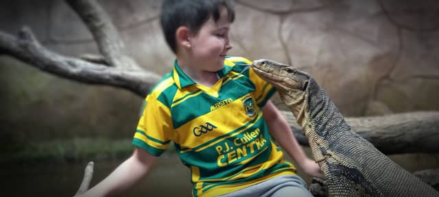 Zack Hennessy, 10, gets face to face with one of the world's largest lizards - Bam Bam the Asian Water Monitor.