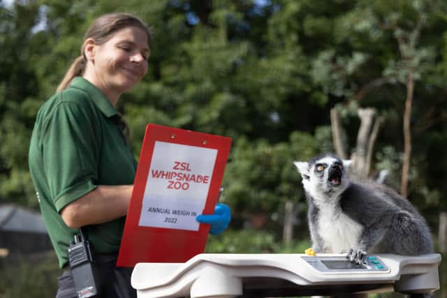 “All of our animals at ZSL Whipsnade Zoo are weighed and measured regularly, but the annual weigh-in is an opportunity to review the information we’ve recorded and ensure it is up to date and accurate,” Mr Webb said.