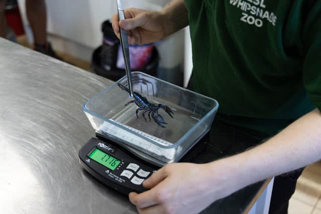 “With so many animals with different personalities, the zookeepers have to come up with creative tactics to entice them onto the scales, from luring a 4150kg endangered Asian elephant like Ming Jung onto the scales in exchange for his favourite veggies, to encouraging a ring-tailed lemur to bounce onto the scales for a juicy, sweet pepper.”