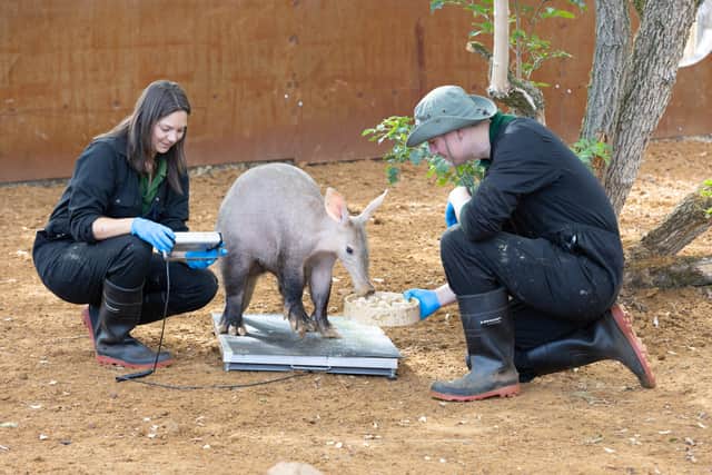 Meanwhile, Whipsnade Zoo’s smallest inhabitants, including its butterflies and critically endangered desertas wolf spiders, required some extra sensitive equipment to weigh them accurately.