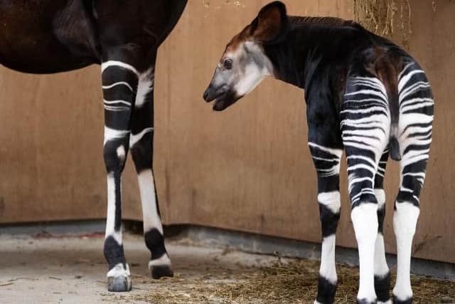 He is the second okapi to be born in Ireland.