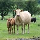 A stock image of cows