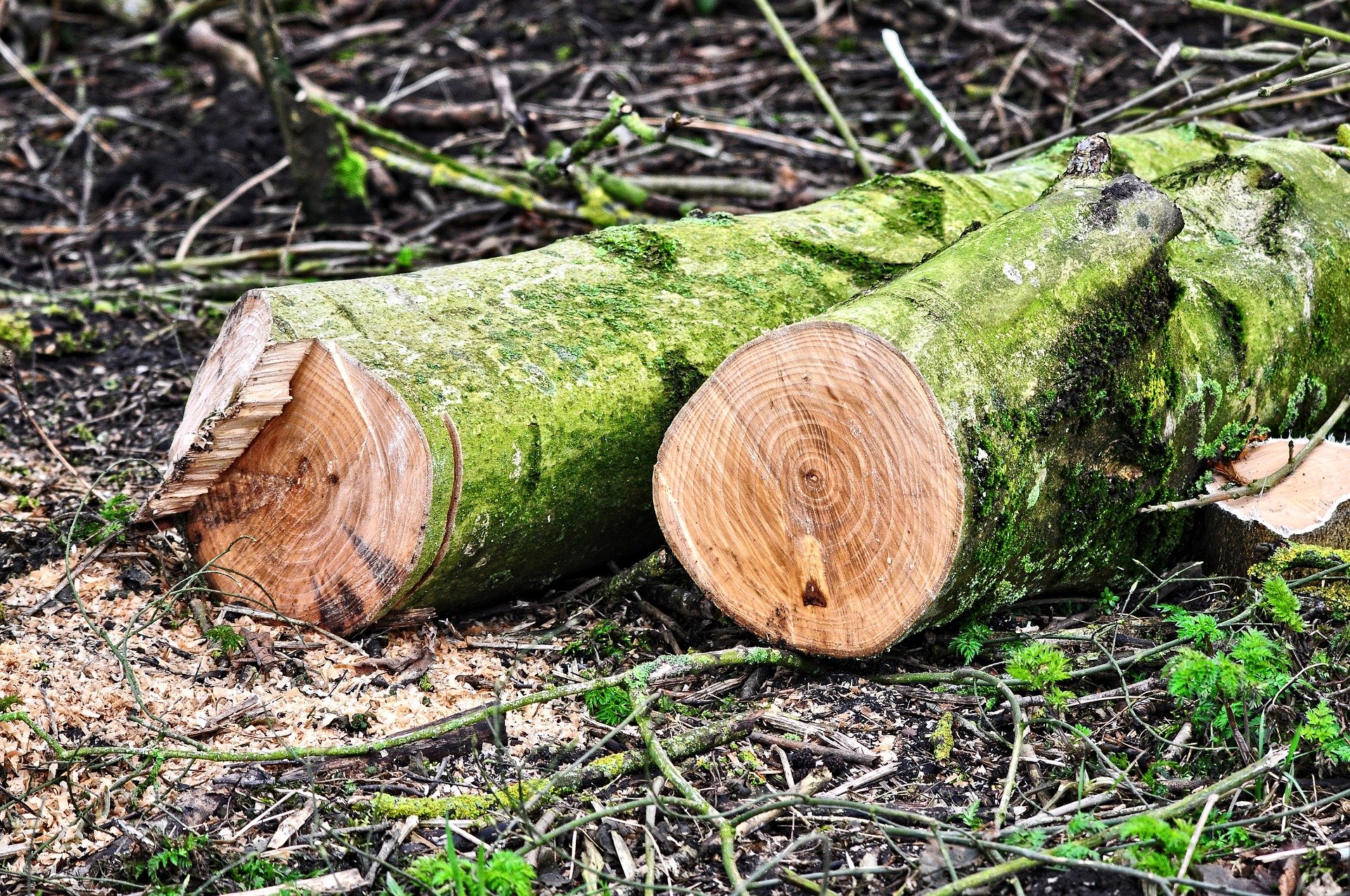 Laois tree blocking driver vision 'will have to go'