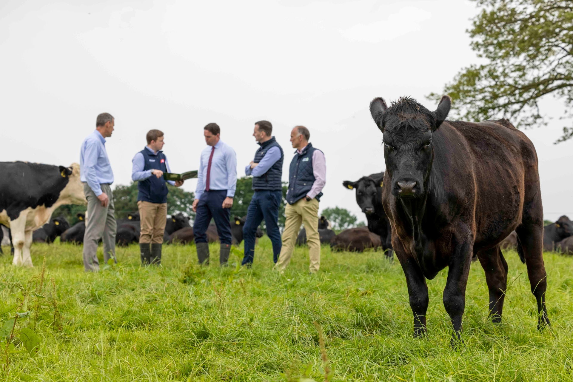 New research suggests Irish beef cattle emissions can be significantly ...