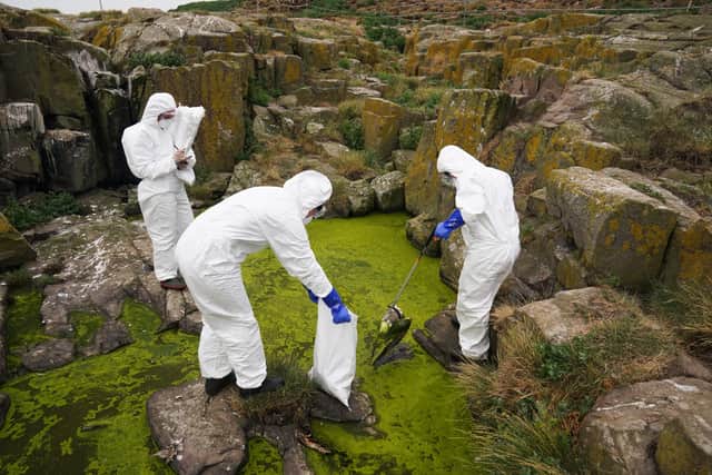 “The National Trust has cared for the Farne Islands for just under 100 years, and there are no records of anything so potentially damaging to our already endangered seabird colonies.