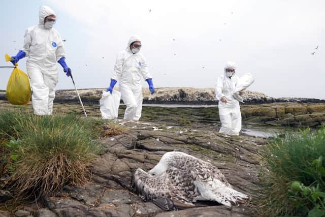 It spreads when birds come into direct contact with an infected bird, faeces, body fluids or indirectly via food and water.