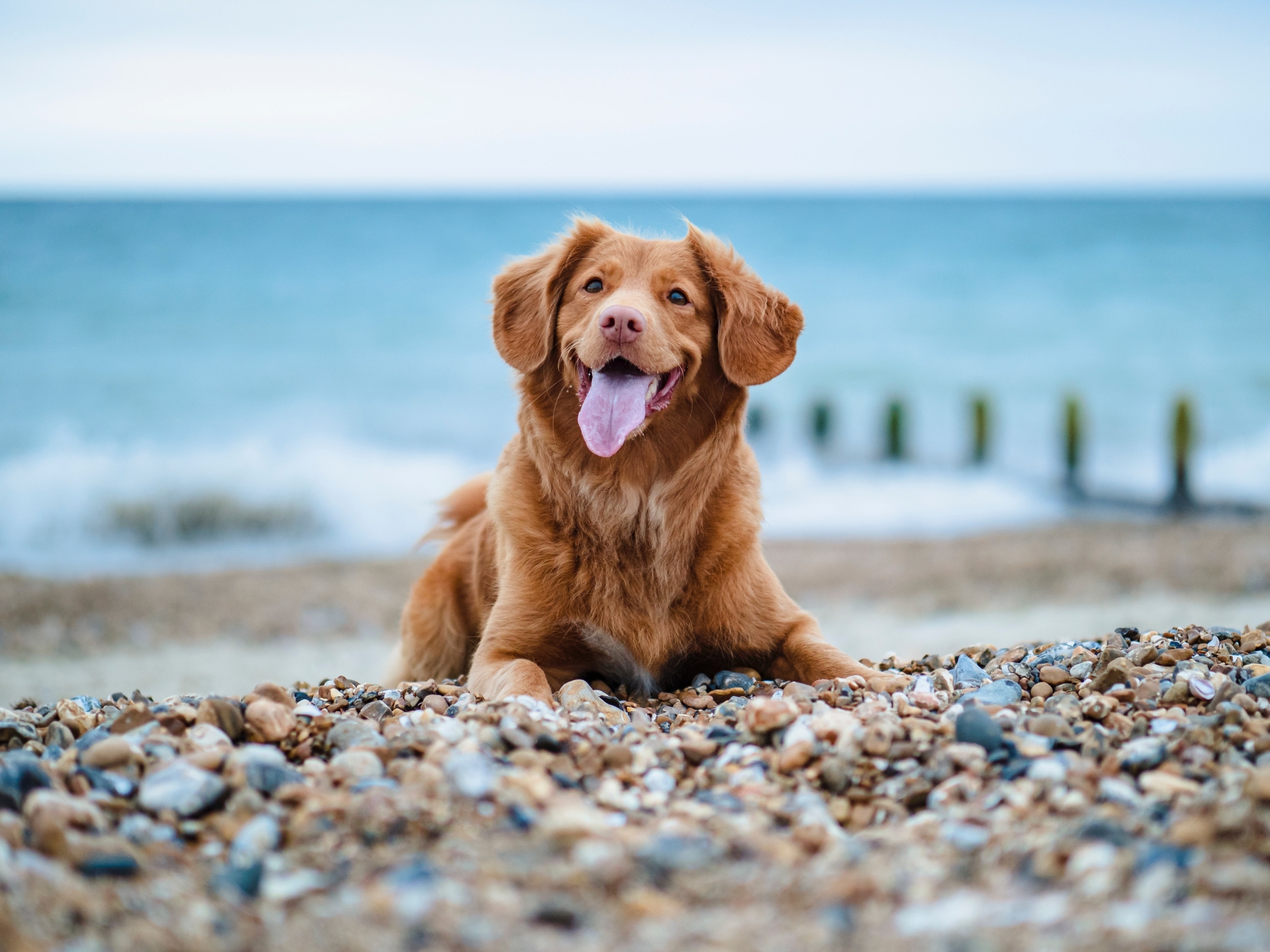 Dog owners in Waterford reminded to take care of their pets while ...