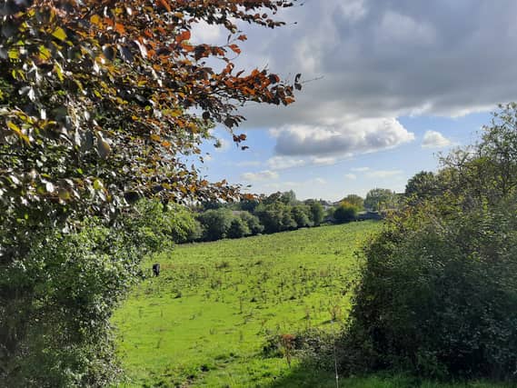 Some of the Rectory Fields, Birr