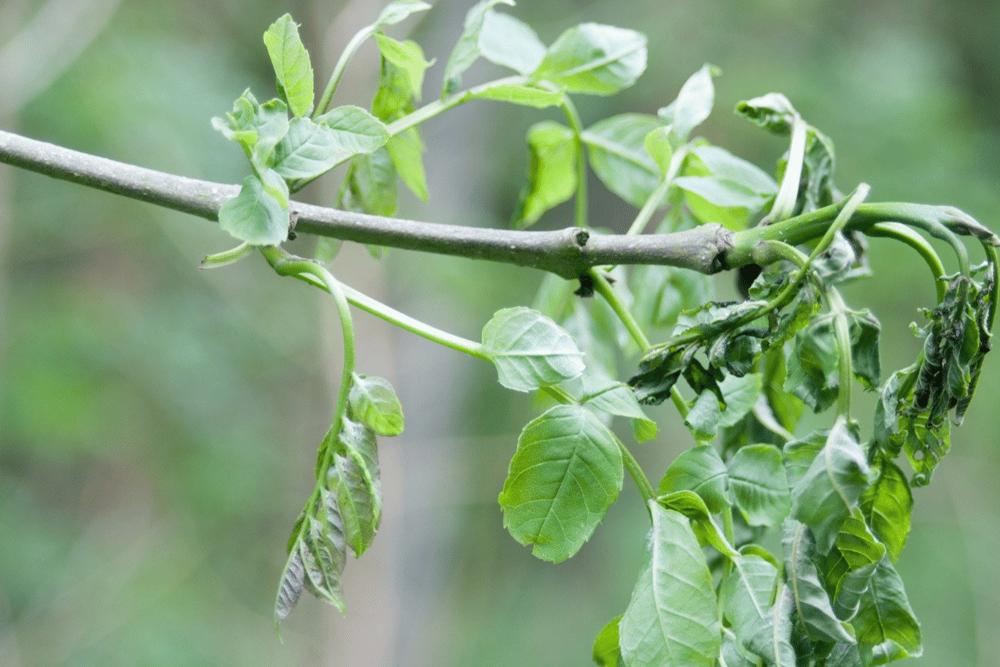 Ash dieback disease is spread by spores on the wind