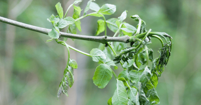 Ash dieback disease is spread by spores on the wind
