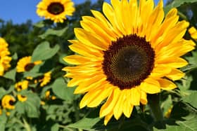 Golden Kilfeacle sunflowers competition update