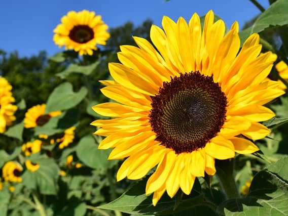Golden Kilfeacle sunflowers competition update
