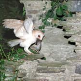 A survey of Barn Owls will be carried out in Limerick this summer | PICTURE: Richard Mills