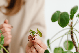 Divide and conquer for free plants