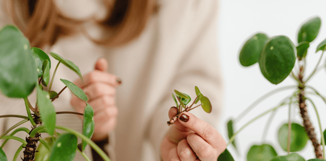 Divide and conquer for free plants
