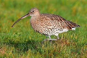 The  Curlew