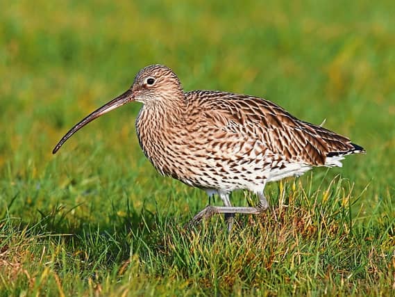 The Curlew