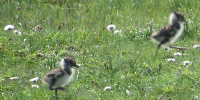 Lapwings on the rise in Donegal thanks to cross border conservation work