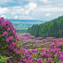 We are delighted to have the Rhododendron Walking Festival back in 2022. We have a super line up of walks that take in the most scenic areas of the stunning Galty Vee Valley.