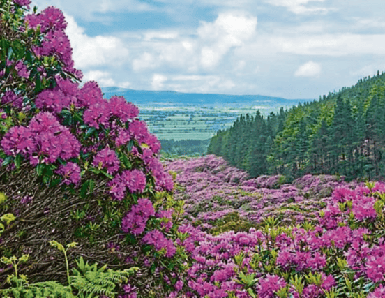 We are delighted to have the Rhododendron Walking Festival back in 2022. We have a super line up of walks that take in the most scenic areas of the stunning Galty Vee Valley.