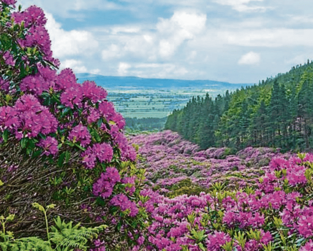 We are delighted to have the Rhododendron Walking Festival back in 2022. We have a super line up of walks that take in the most scenic areas of the stunning Galty Vee Valley.