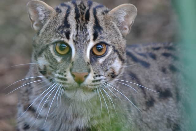 They are bigger than a house cat, but not as big as a leopard or a tiger, and as their name suggests, this species of wild cat hunts fish, frogs and crustaceans by diving into the water to catch their prey.