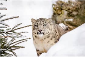The new Himalayan Hills habitat at Dublin Zoo will house snow leopards and red pandas