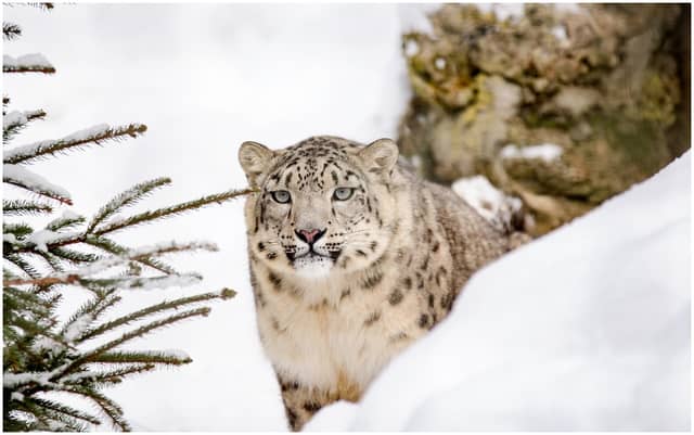 The new Himalayan Hills habitat at Dublin Zoo will house snow leopards and red pandas