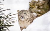 The new Himalayan Hills habitat at Dublin Zoo will house snow leopards and red pandas