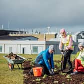 The Tiny Forest at Stryker, Raheen is the first of its kind in Limerick city | PICTURES: Brian Arthur