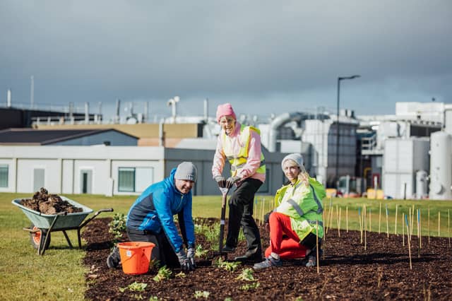 The Tiny Forest at Stryker, Raheen is the first of its kind in Limerick city | PICTURES: Brian Arthur