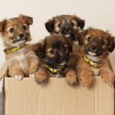 'Overwhelmed' dogs charity appeals for public support after 500 surrender requests