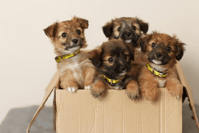 'Overwhelmed' dogs charity appeals for public support after 500 surrender requests