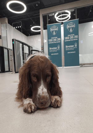 "The illegal drugs were discovered, with the assistance of detector dog Harley (pictured), concealed within water heaters declared as ‘Machine Parts'," they said.