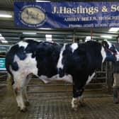 Champion at Central Auctions Show & Sale of Bulls & Bullocks in Roscrea Mart pictured with winner James Stanley and Mart Chairman Kenneth Grant.