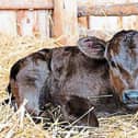 Tipperary farmers are being urged to be prepared for the busy calving season